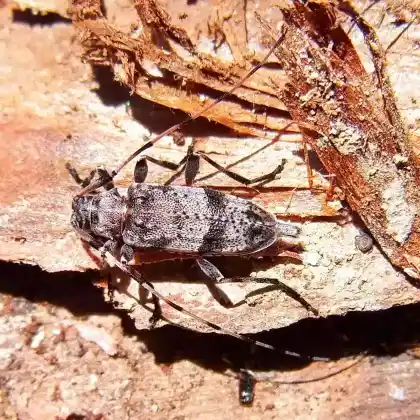 Foto von  (Acanthocinus griseus)