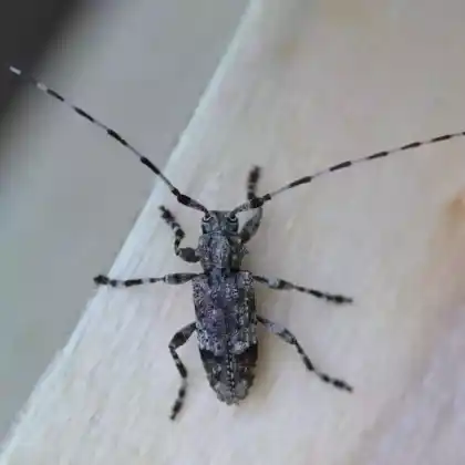 Foto von  (Acanthocinus reticulatus)