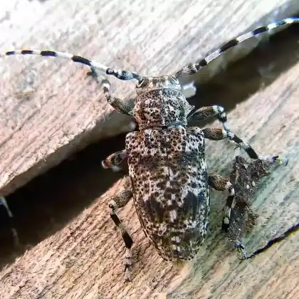 Foto von  (Acanthoderes clavipes)