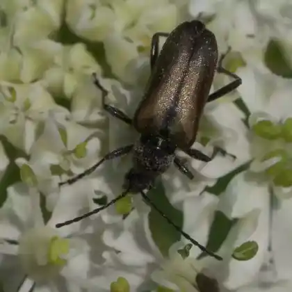 Foto von Gelbbrauner Kugelhalsbock (Acmaeops pratensis)
