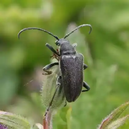 Foto von  (Acmaeops septentrionis)