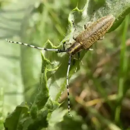 Foto von  (Agapanthia dahli)