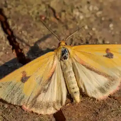 Foto von Rotrandbär (Diacrisia sannio)