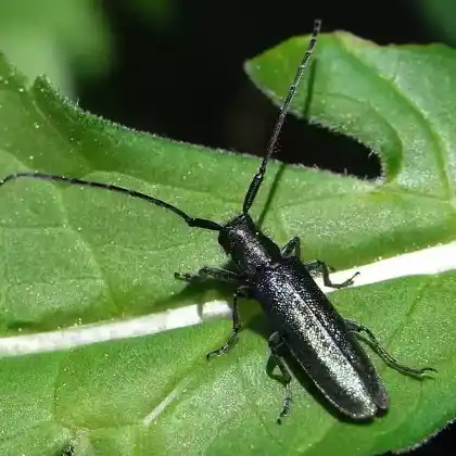Foto von  (Agapanthia intermedia)