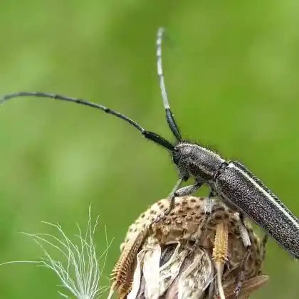 Foto von  (Agapanthia pannonica)