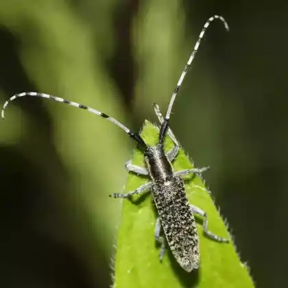Foto von Scheckhorn-Diestelbock (Agapanthia villosoviridescens)