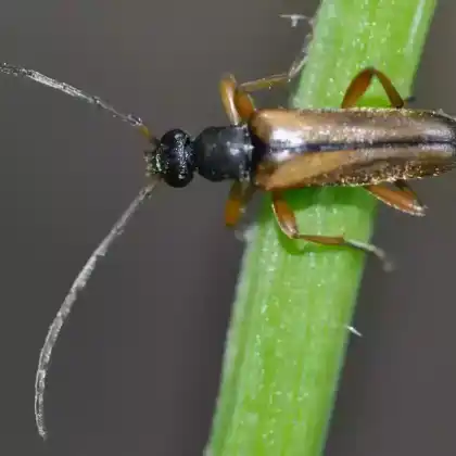 Foto von Feldahorn-Bock (Alosterna tabacicolor)