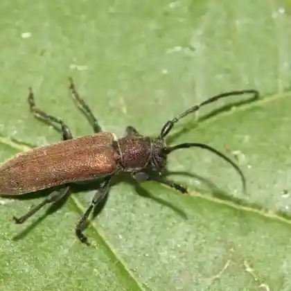Foto von Kragenbock (Anaesthetis testacea)