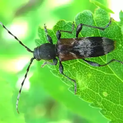 Foto von Dunkler Zierbock (Anaglyptus mysticus)