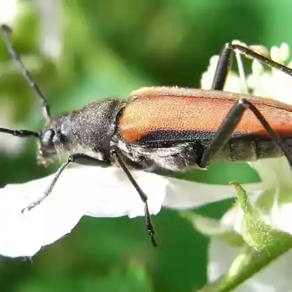 Foto von  (Anastrangalia dubia)