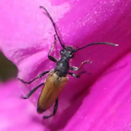 Foto von  (Anastrangalia sanguinolenta)
