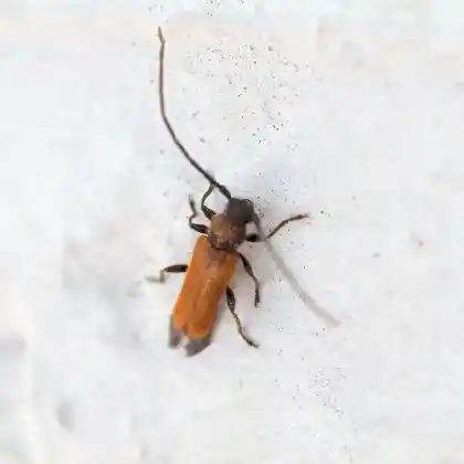 Foto von  (Anisarthron barbipes)