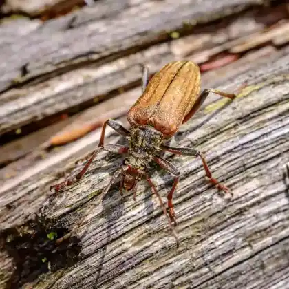 Foto von  (Arhopalus ferus)
