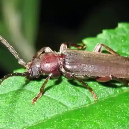 Foto von  (Arhopalus rusticus)