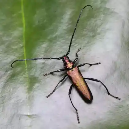 Foto von Moschusbock (Aromia moschata)