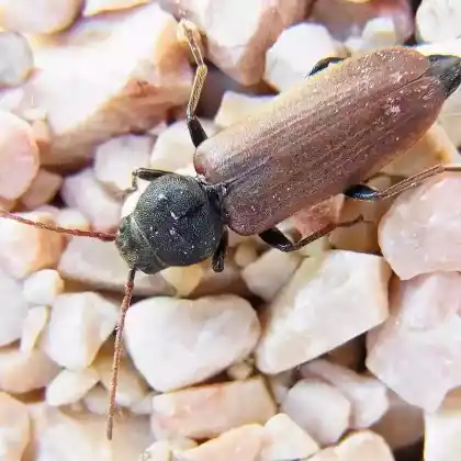 Foto von Düsterbock (Asemum striatum)