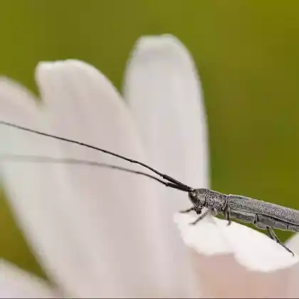 Foto von Getreidebock (Calamobius filum)