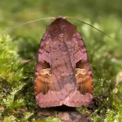 Foto von Braune Staudenflureule (Diarsia brunnea)