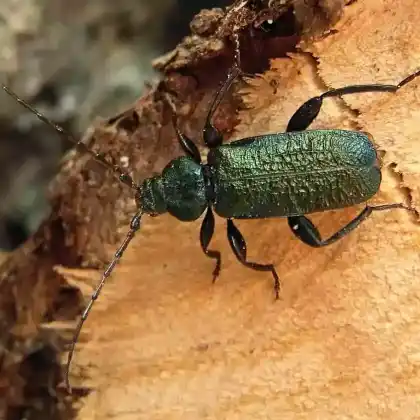 Foto von Blaufarbener Scheibenbock (Callidium aeneum)