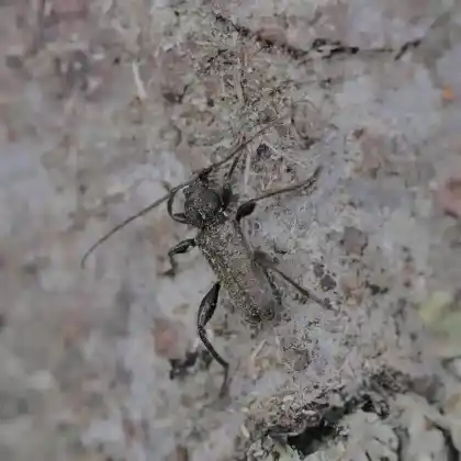 Foto von  (Callidium coriaceum)