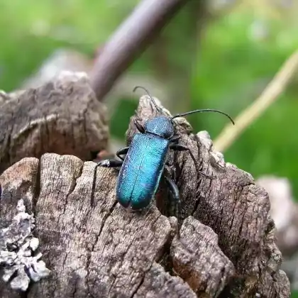 Foto von Blauvioletter Scheibenbock (Callidium violaceum)