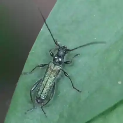 Foto von Schmaldeckenbock (Callimus angulatus)