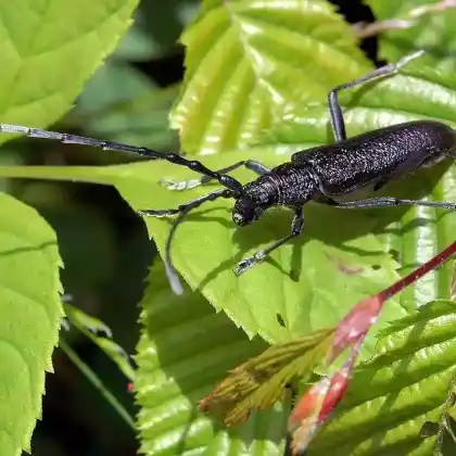 Foto von Heldbock (Cerambyx cerdo)