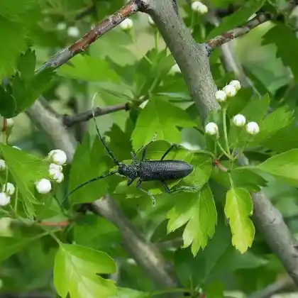 Foto von Kleiner Eichenbock (Cerambyx scopolii)