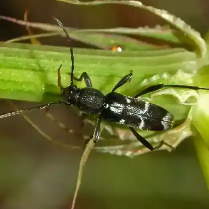 Foto von Weißbindiger Widderbock (Chlorophorus sartor)