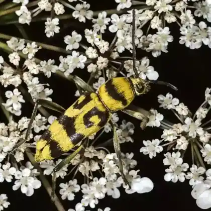 Foto von  (Chlorophorus varius)