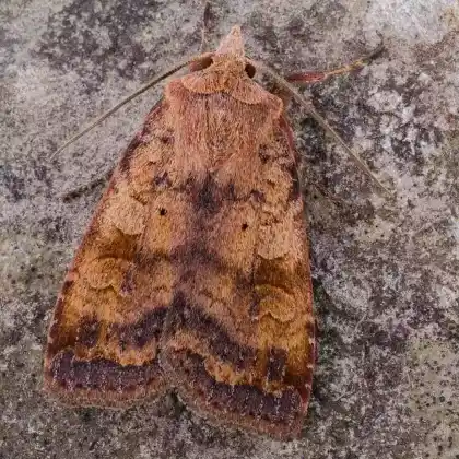 Foto von Dahls Moorheideneule (Diarsia dahlii)