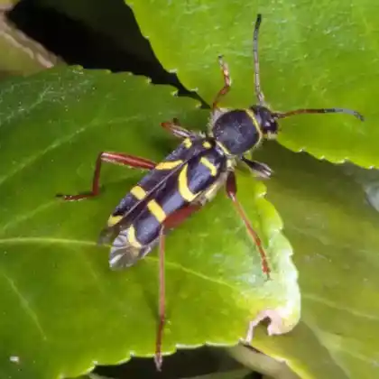 Foto von Gemeiner Widderbock (Clytus arietis)