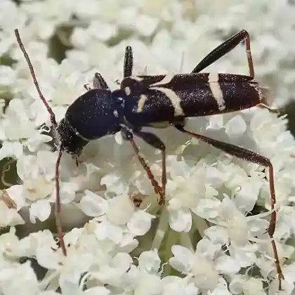 Foto von Schmalfühleriger Widderbock (Clytus lama)