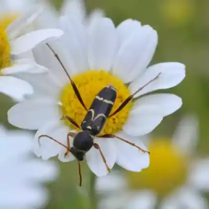 Foto von  (Clytus rhamni)