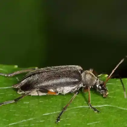 Foto von Schwarzer Tiefaugenbock (Cortodera femorata)