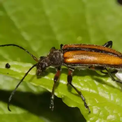 Foto von  (Cortodera humeralis)