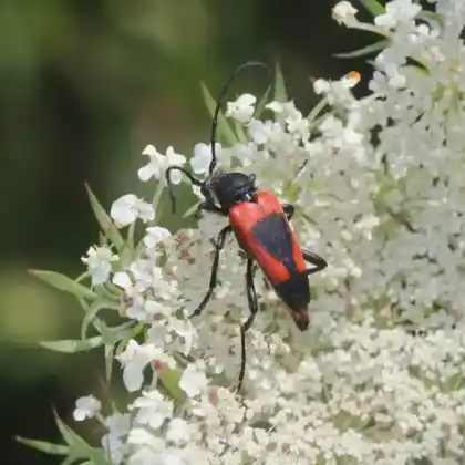 Foto von  (Corymbia cordigera)