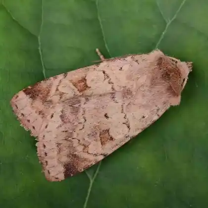 Foto von Primel-Erdeule (Diarsia mendica)