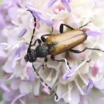 Foto von  (Corymbia maculicornis)