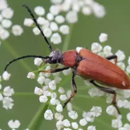 Foto von  (Corymbia rubra)