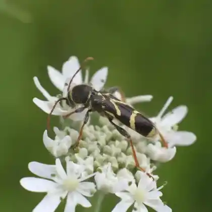 Foto von Haarbock (Cyrtoclytus capra)