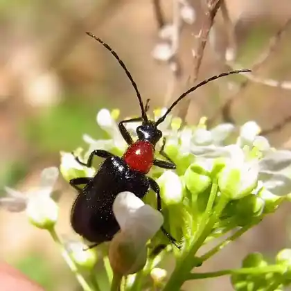 Foto von Blauschwarzer Kugelhalsbock (Dinoptera collaris)
