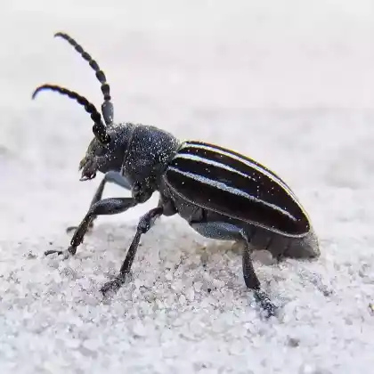 Foto von Variabler Erdbock (Dorcadion fuliginator)