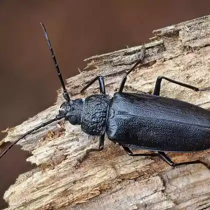 Foto von Mulmbock (Ergates faber)