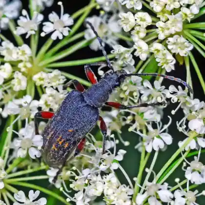 Foto von Fleckenbock (Evodinus clathratus)
