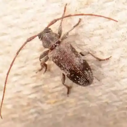 Foto von Weißgefleckter Wimpernhornbock (Exocentrus adspersus)