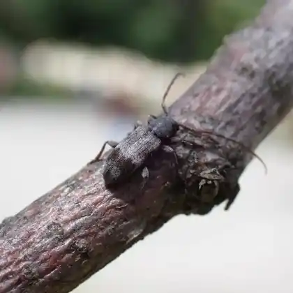Foto von  (Exocentrus lusitanus)
