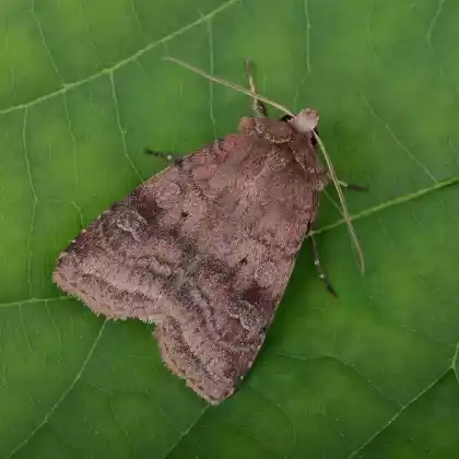 Foto von Wegerich-Erdeule (Diarsia rubi)
