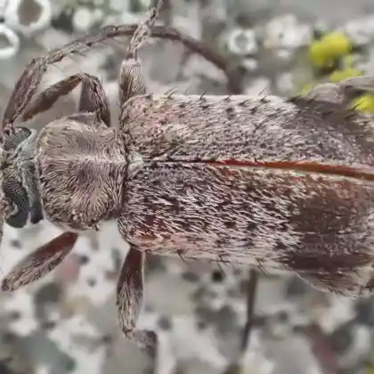 Foto von  (Exocentrus punctipennis)