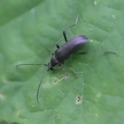 Foto von  (Grammoptera abdominalis)